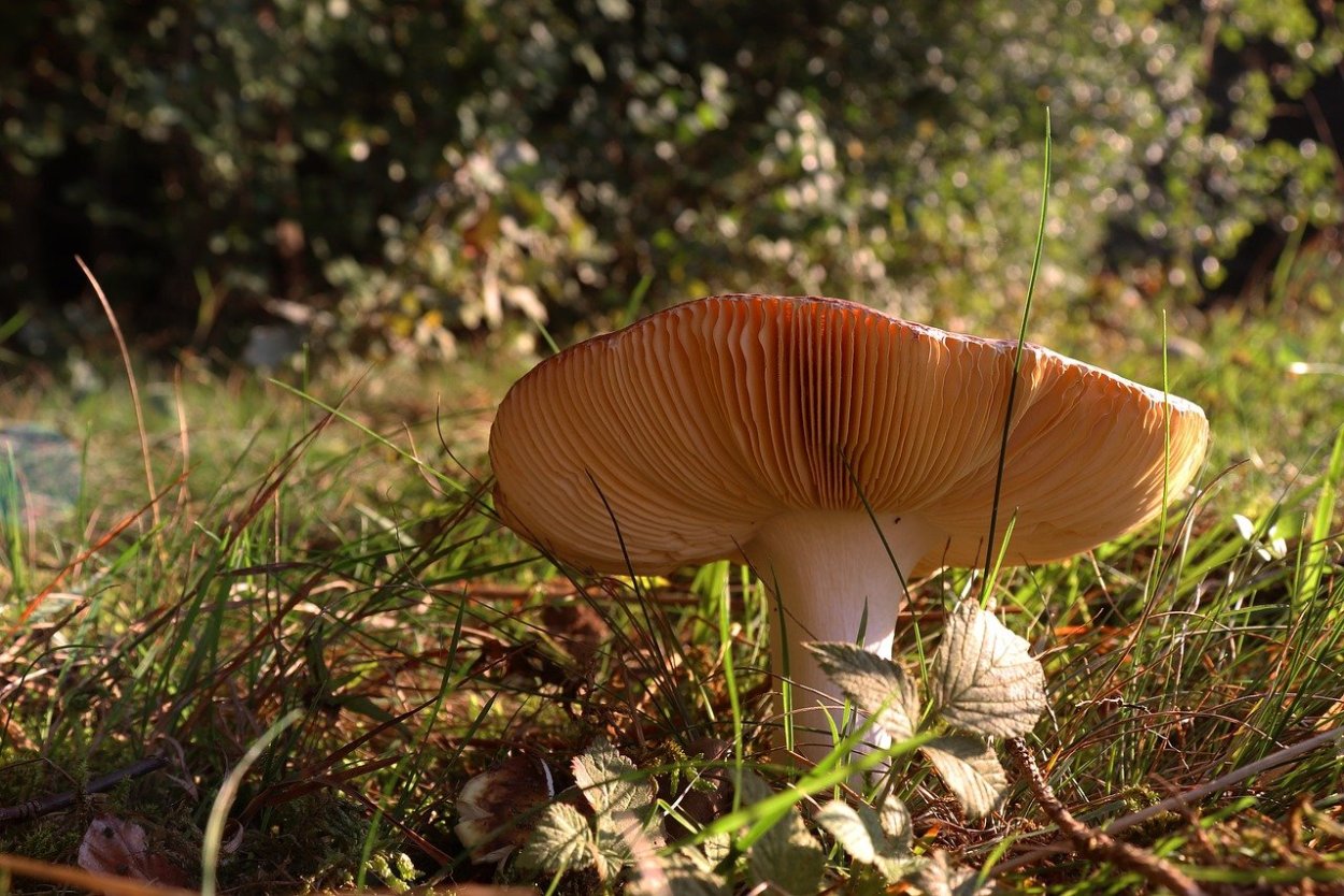 Пластинчатый гименофор