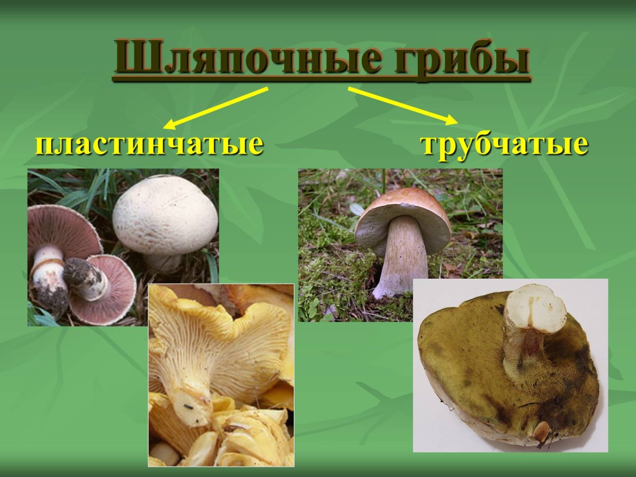 Съедобные и несъедобные грибы пластинчатые и трубчатые