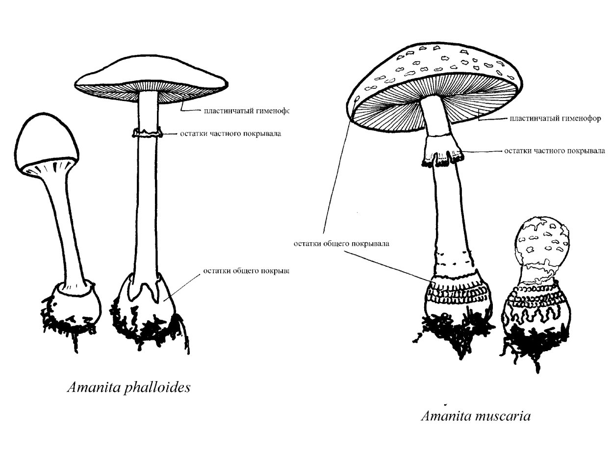 Гименофор мухомора