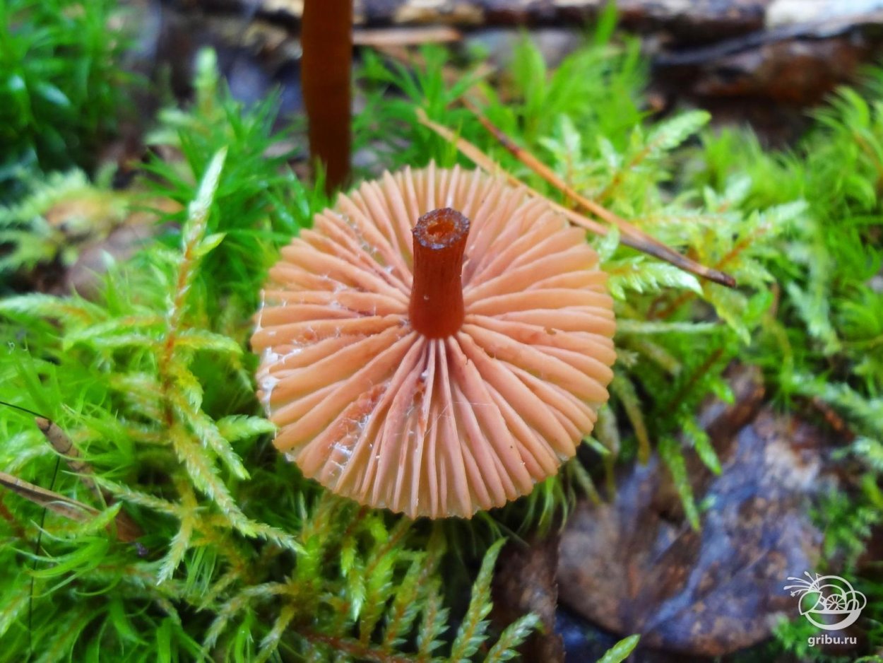 Грибы плесневые дрожжи Шляпочные