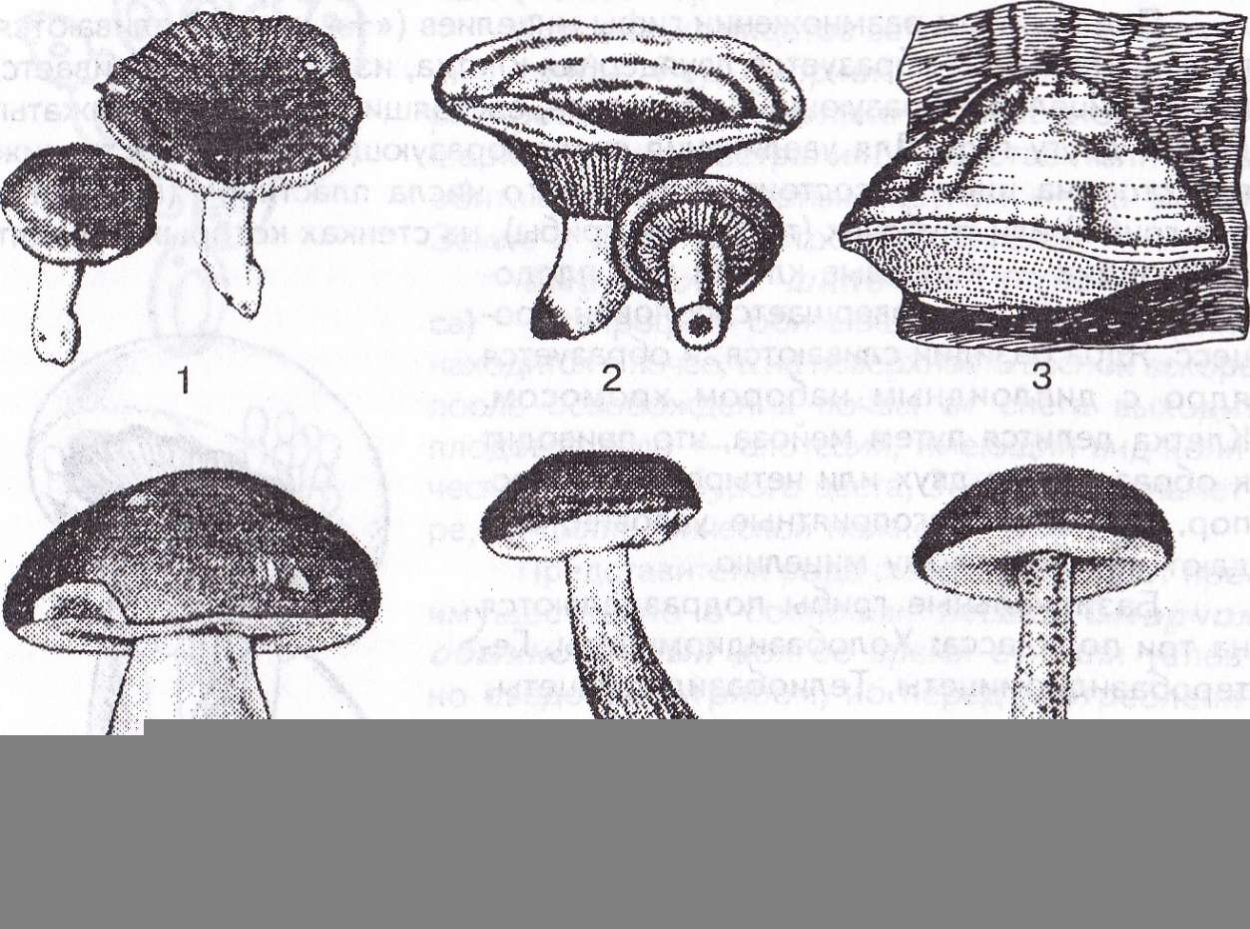 Гименофор белого гриба