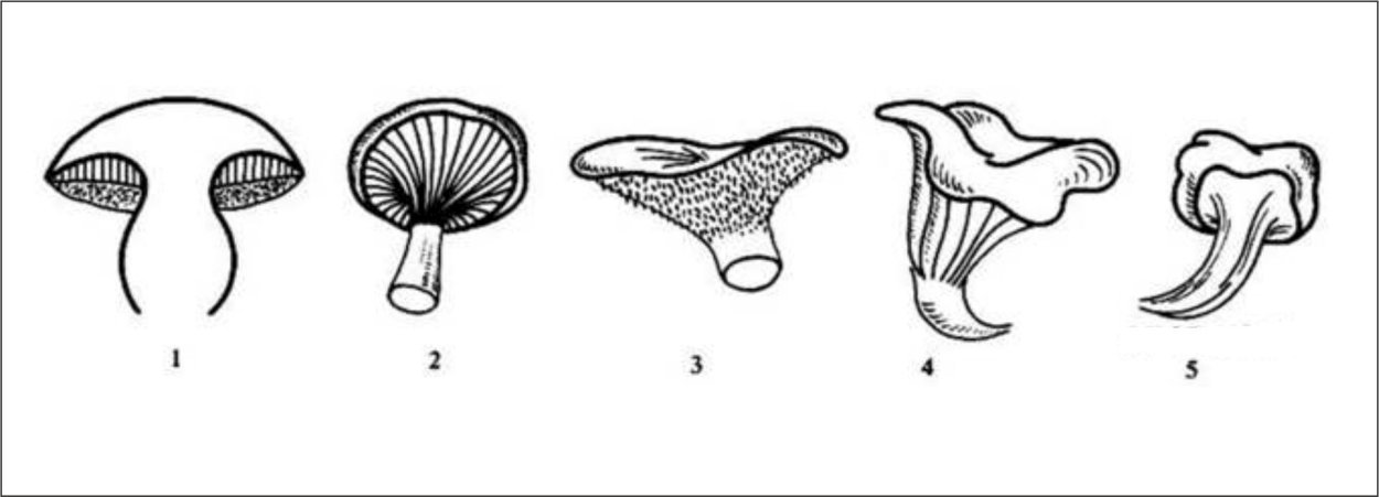 Рыжик гименофор