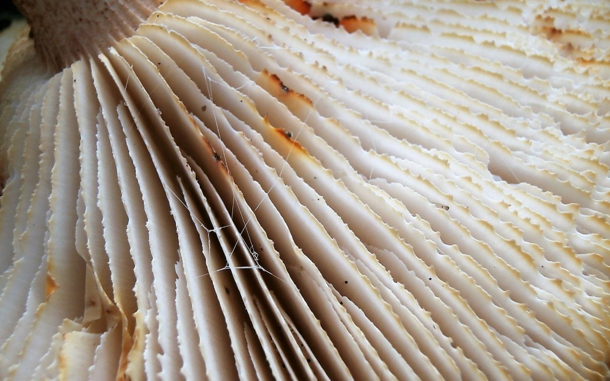 Маслёнок пластинчатый гриб