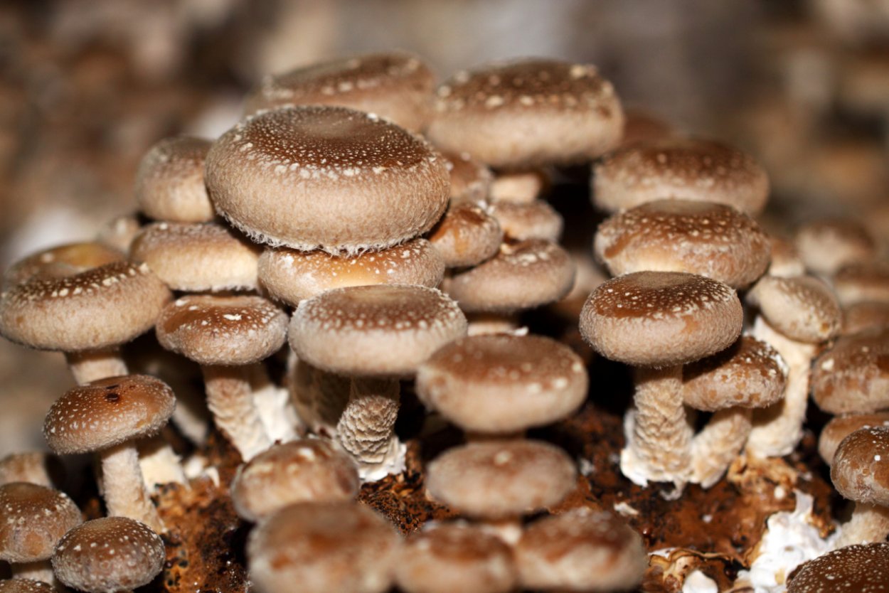 Шиитаке Shiitake (Lentinula edodes)