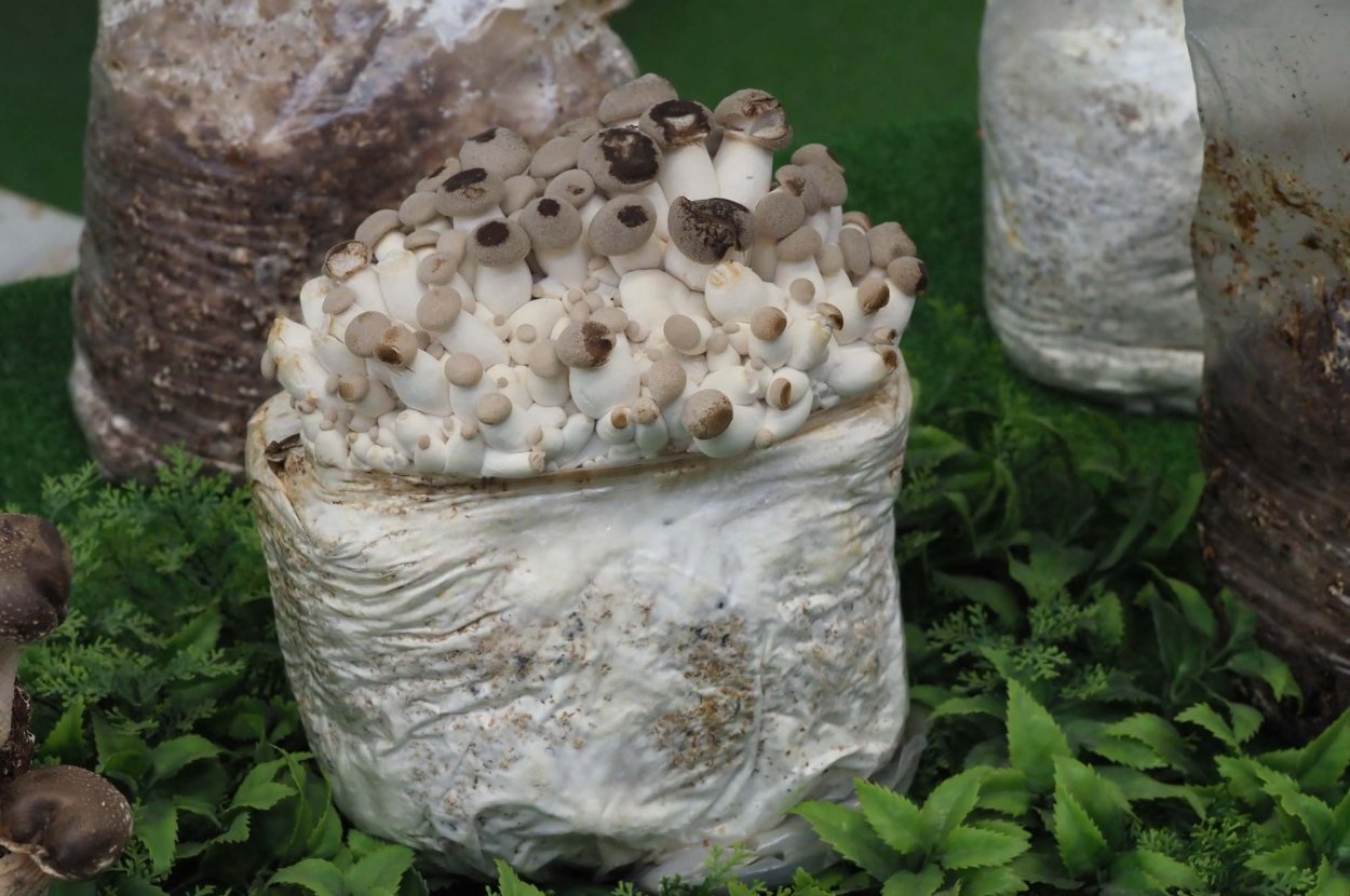 Шиитаке съедобные грибы