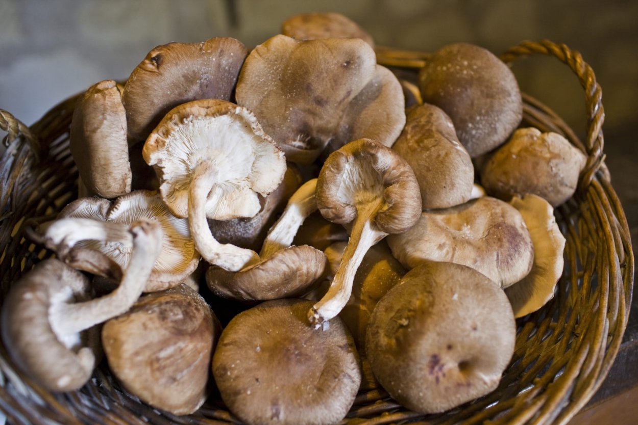 Turkey Tail Mushroom PNG