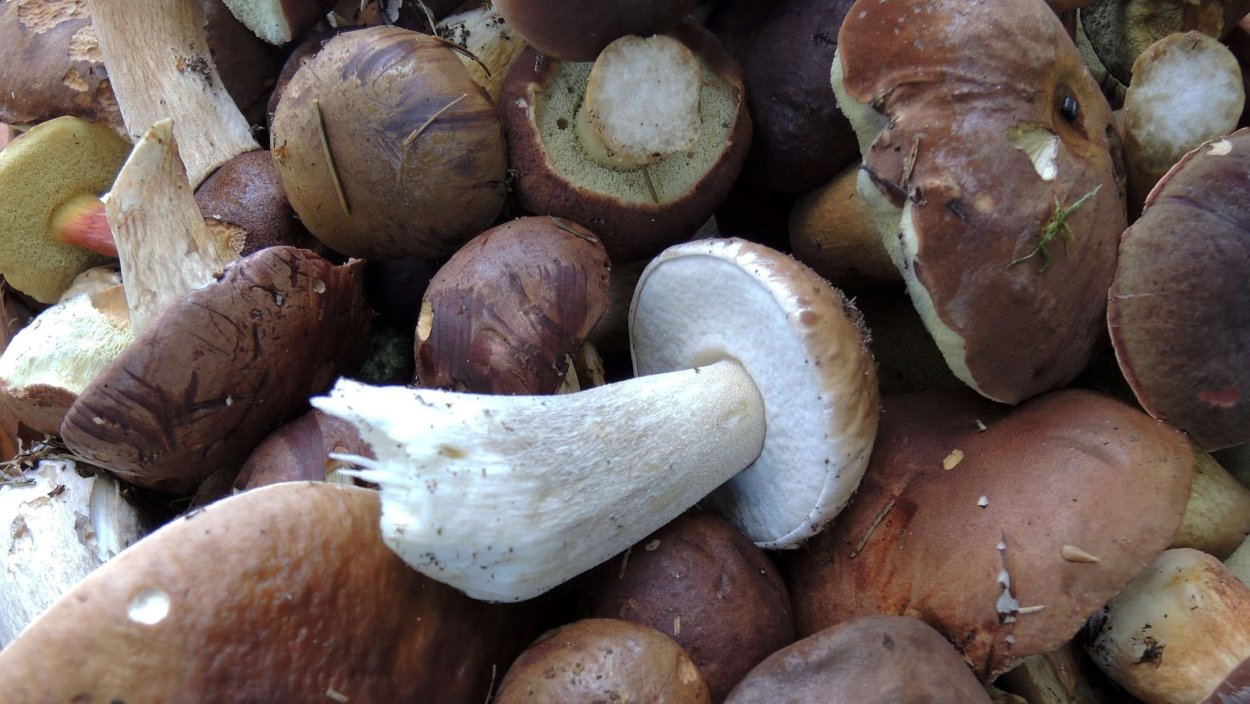 Volvariella volvacea