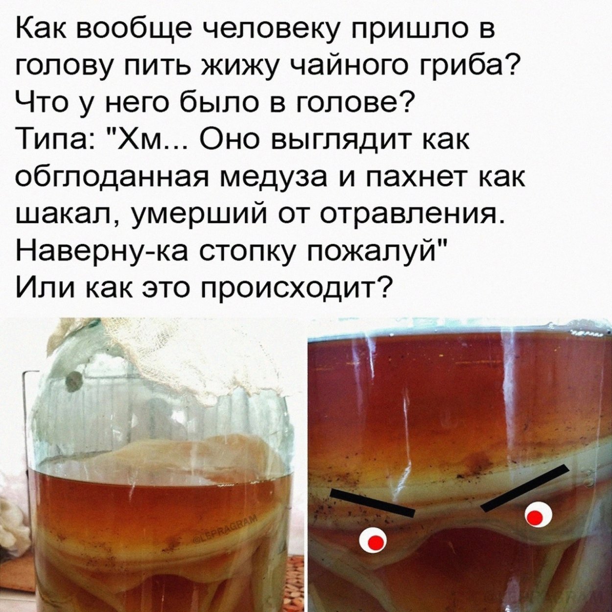 Шутки про чайный гриб