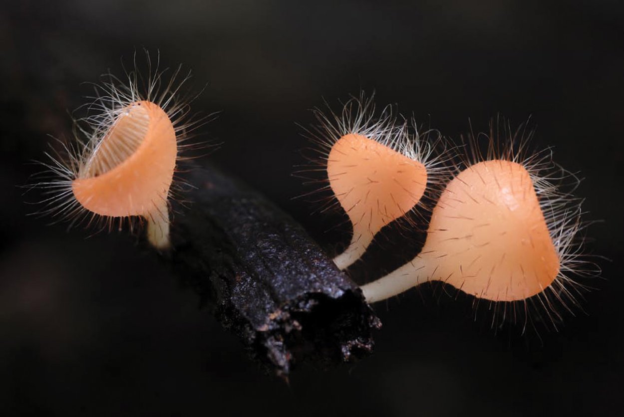 Хищные грибы Arthrobotrys anchonia