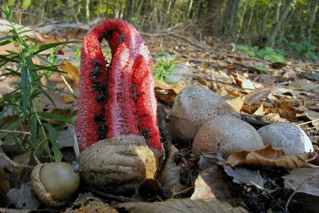 Кордицепс хищник