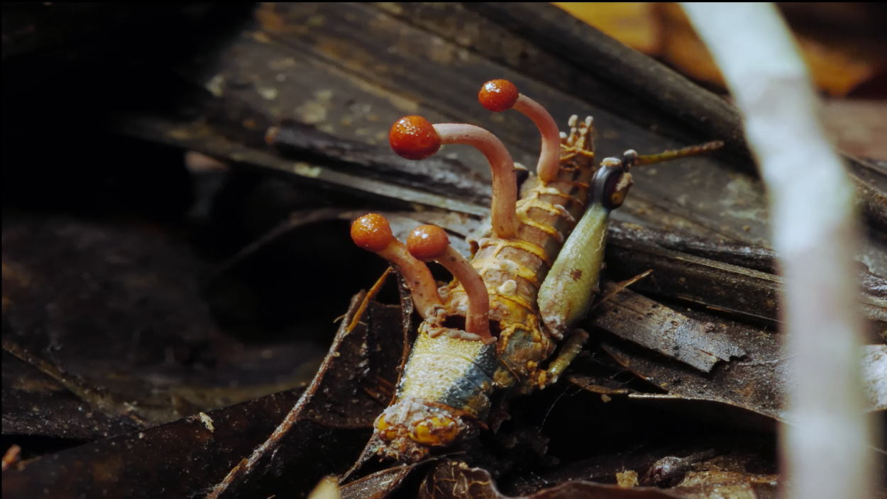 Навозник Coprinopsis
