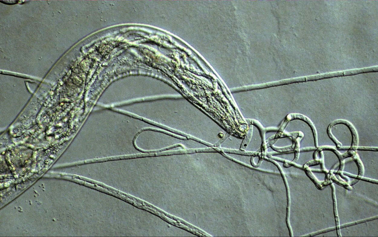Duddingtonia Flagrans