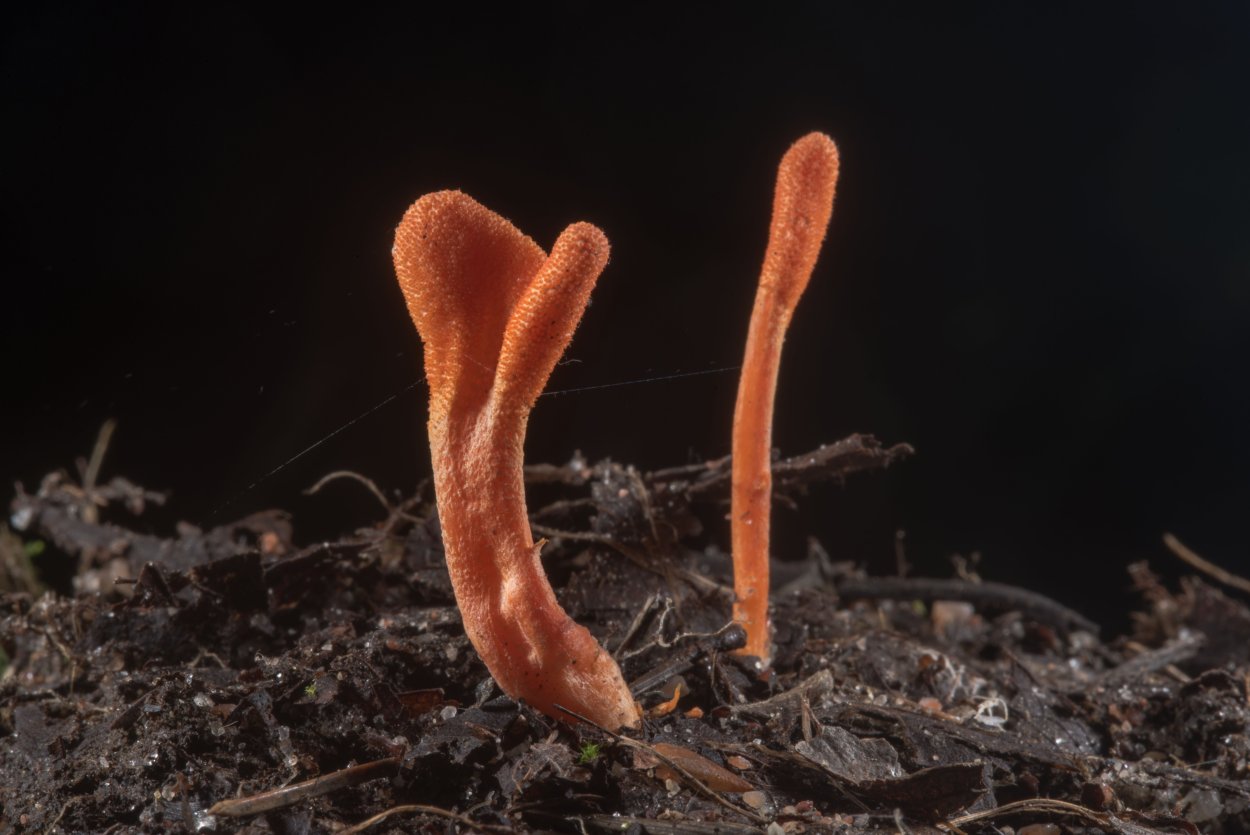 Лерациомицес (leratiomyces)