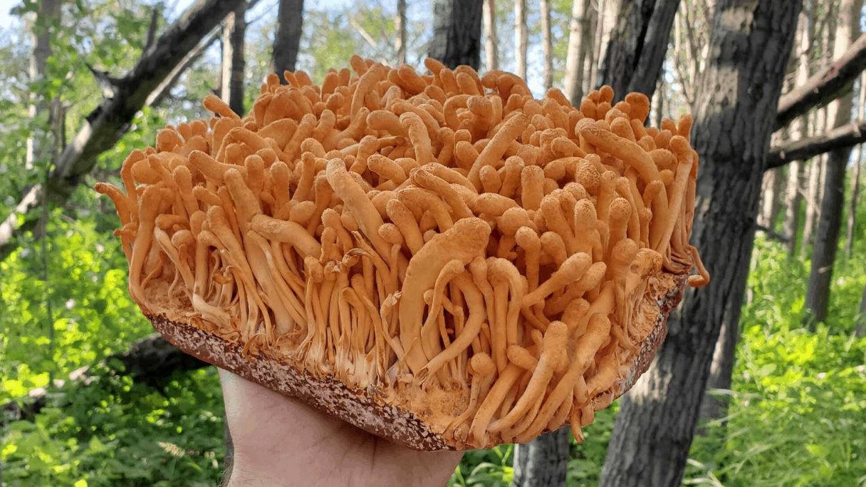 Вешенка обыкновенная (Pleurotus ostreatus)