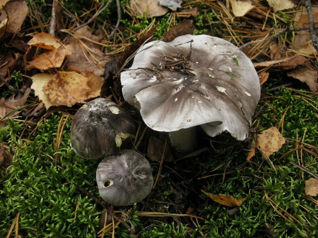 Рядовка серая Tricholoma portentosum.