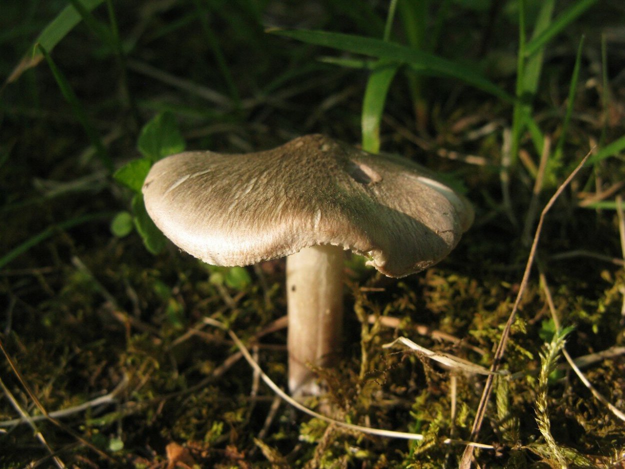 Рядовка землистая Tricholoma terreum