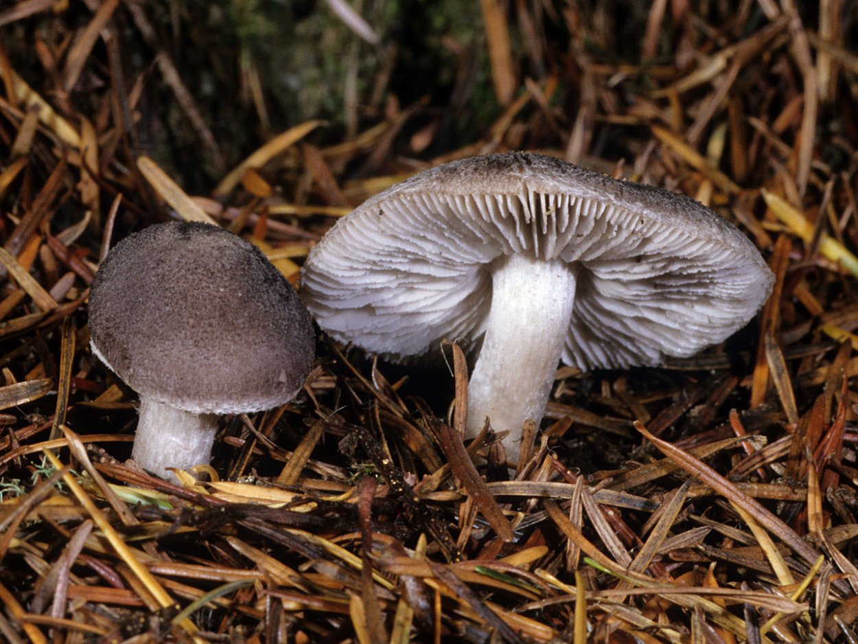 Рядовку землисто-серую (Tricholoma terreum)