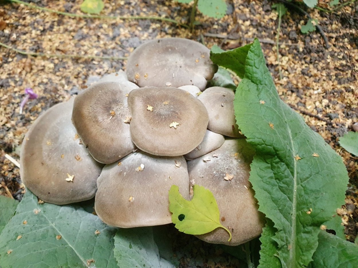 Лиофиллум скученный Lyophyllum decastes