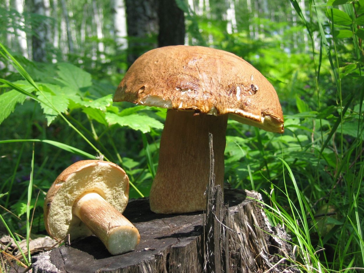 Грибочки на пенечке