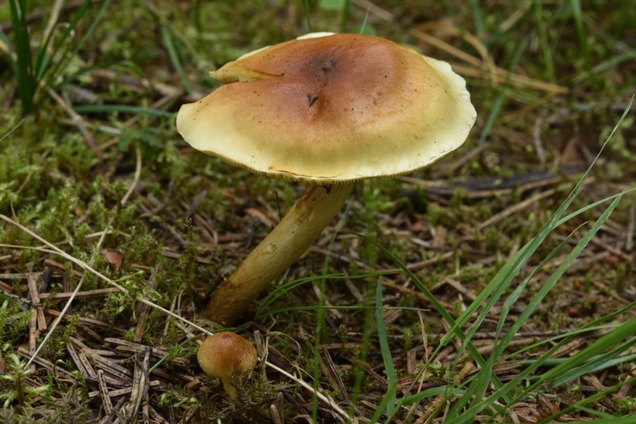 Руссуляльные грибы Беларуси: Lactarius и Russula