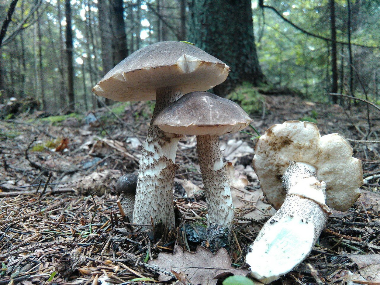 Melanoleuca cognata гриб