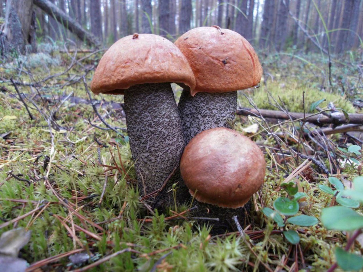 Ежовик пестрый Sarcodon imbricatus