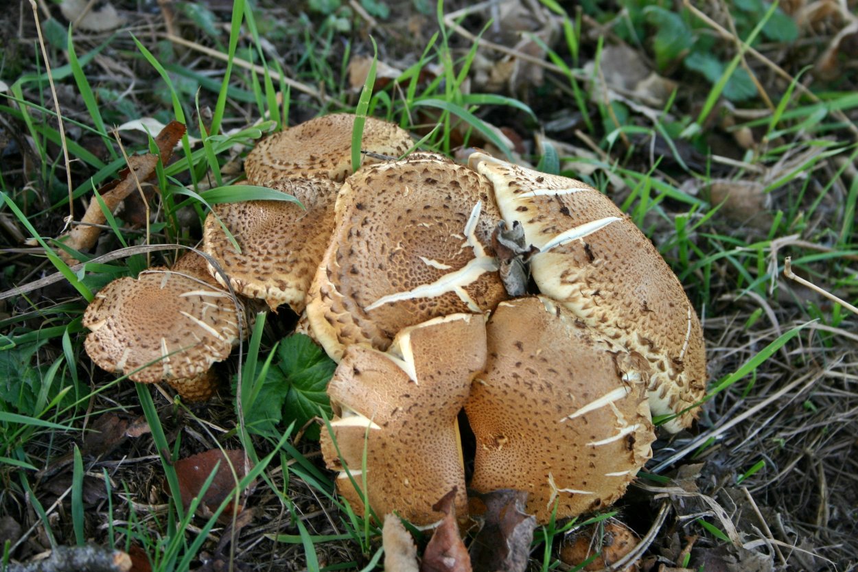 Калоцибе золотистая - Calocybe chrysenteron