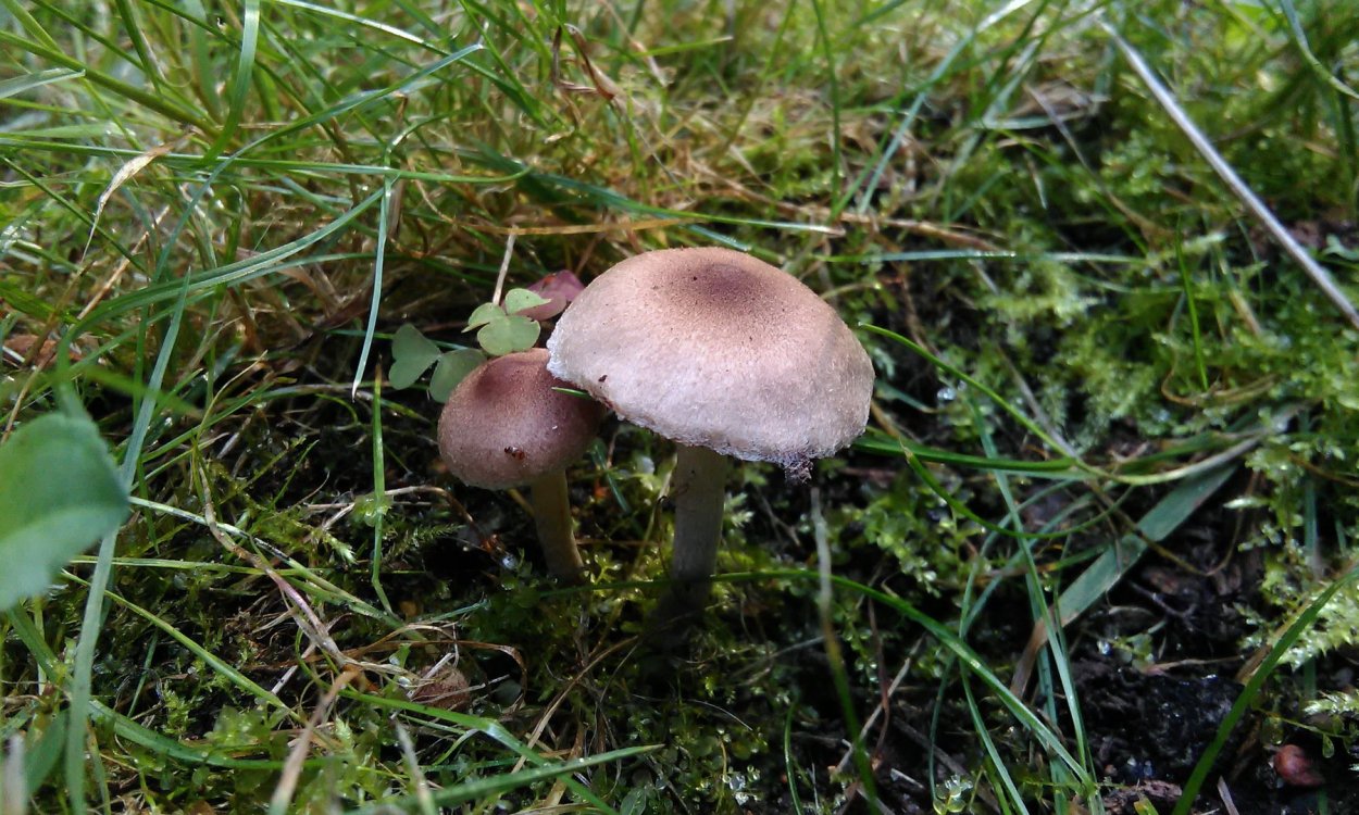 Гигрофор благоуханный Hygrophorus agathosmus