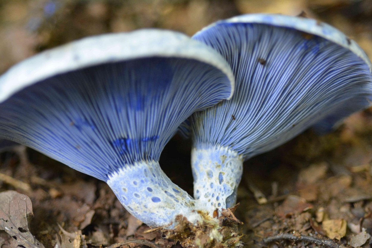 Синий корень гриб