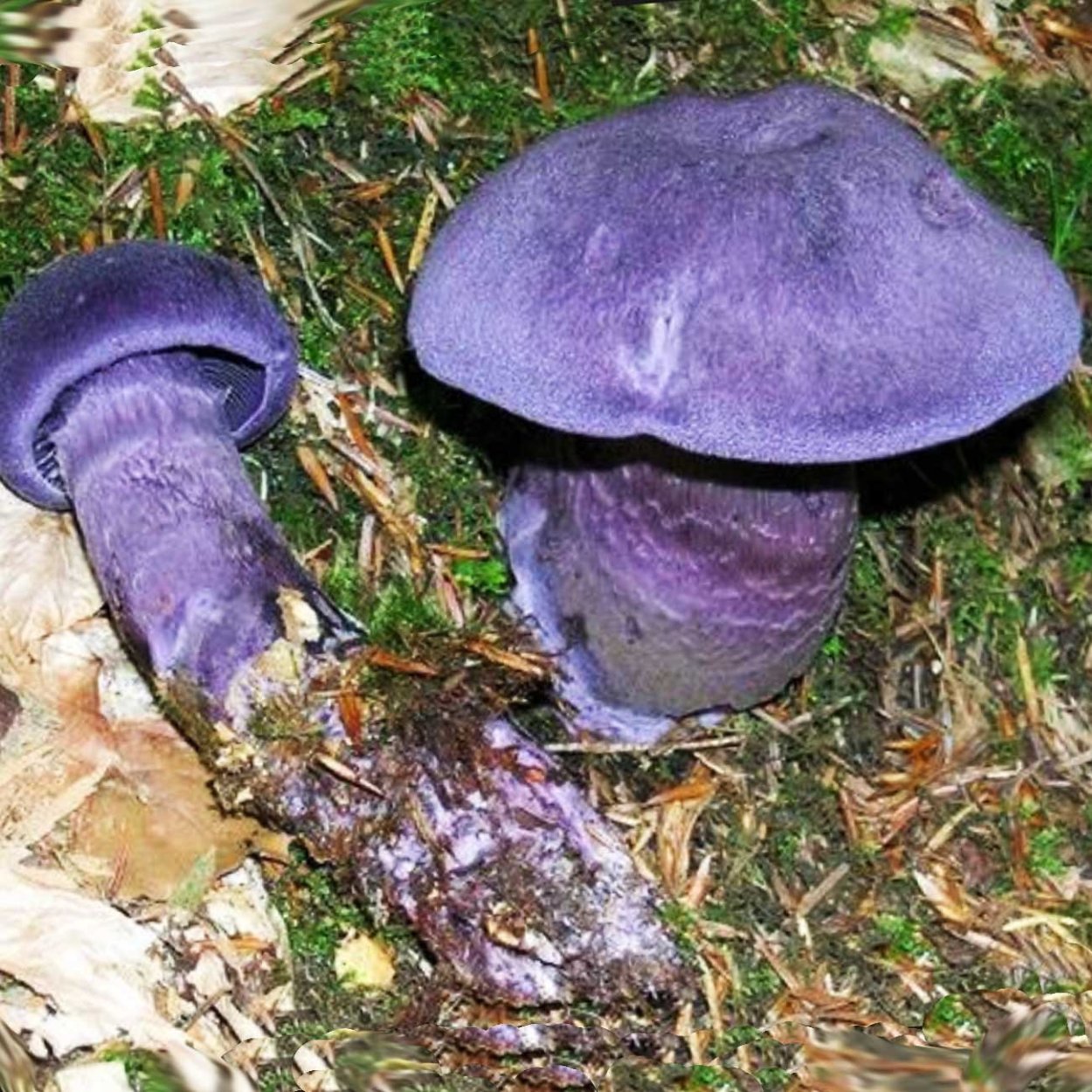 Млечник индиго