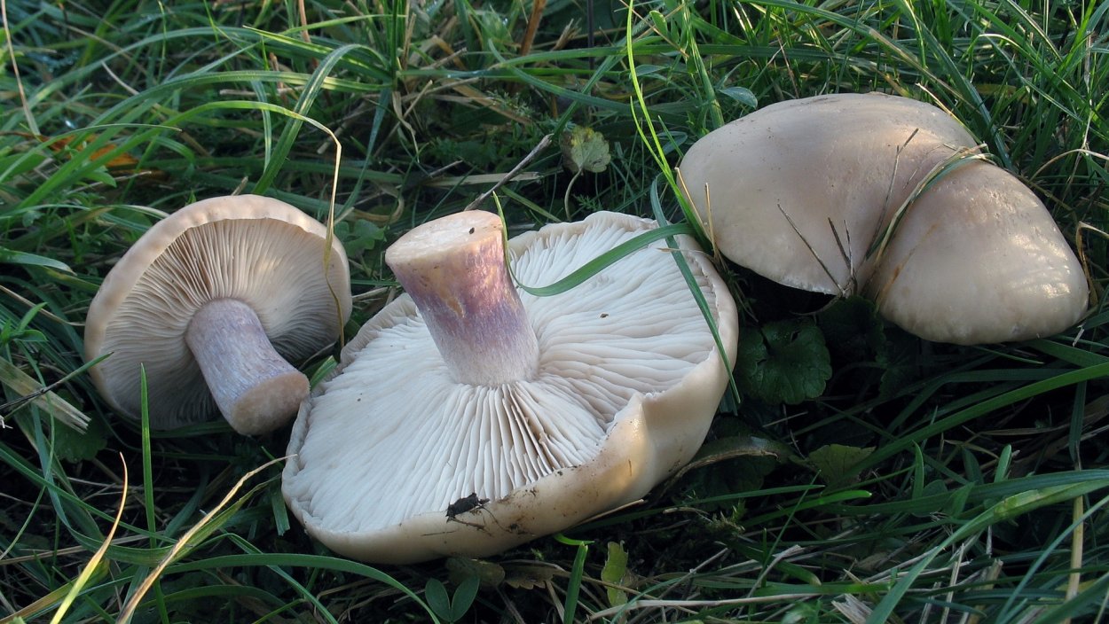 Паутинник лиловый
