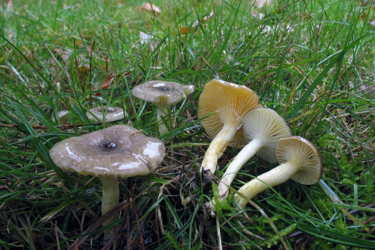 Hygrophorus erubescens