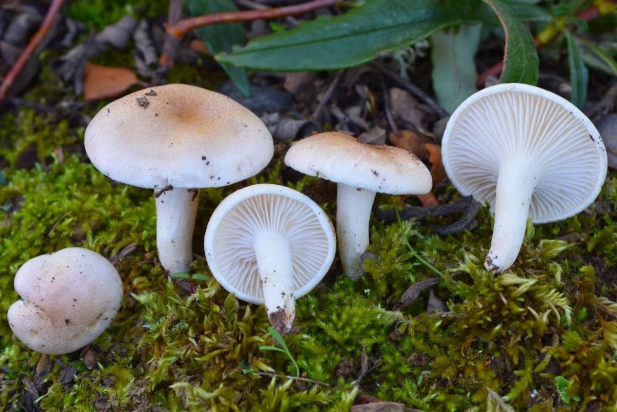 Гигрофор поздний Hygrophorus hypothejus