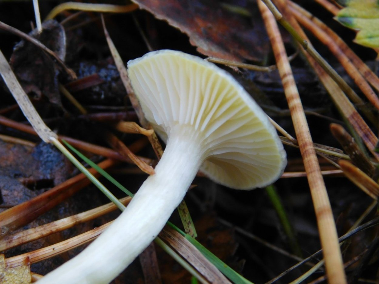 Cuphophyllus virgineus