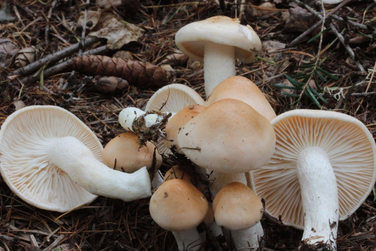 Гигрофор поздний Hygrophorus hypothejus
