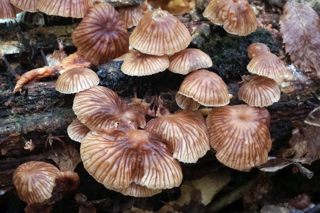 Hygrophorus lucorum