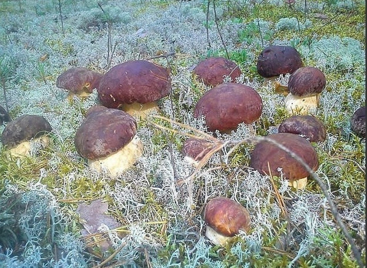 Ядовитые грибы Воронежской области