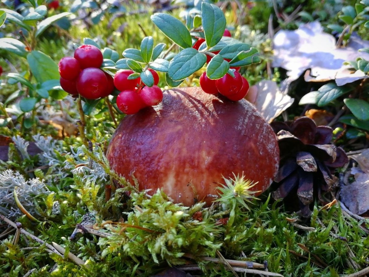 Сыроежка остроедкая (Rússula Sardónia)