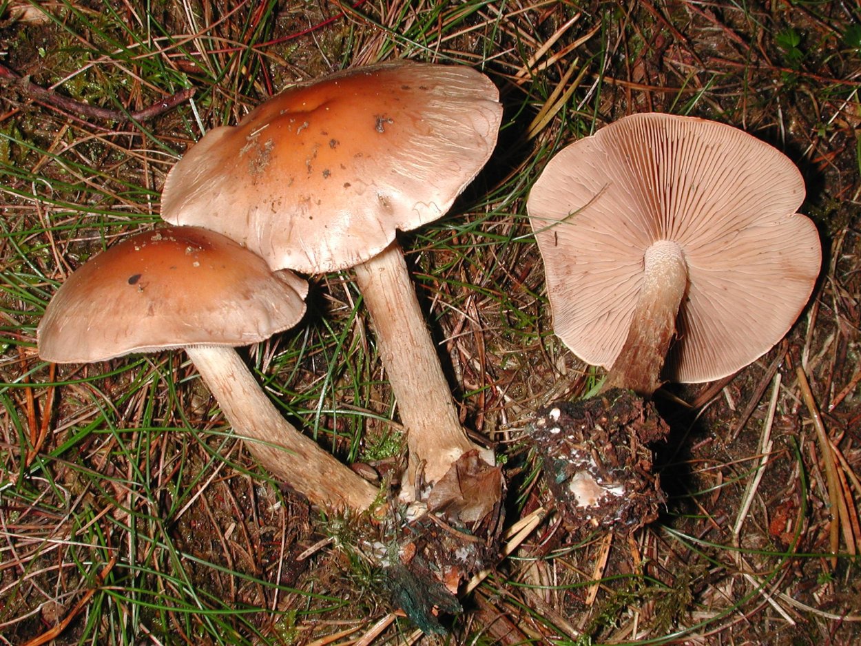 Гебелома горчичная Hebeloma sinapizans