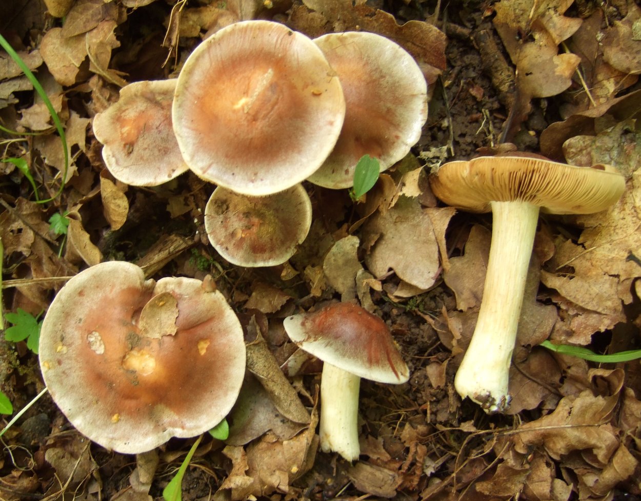 Гебелома Тополевая - Hebeloma populinum