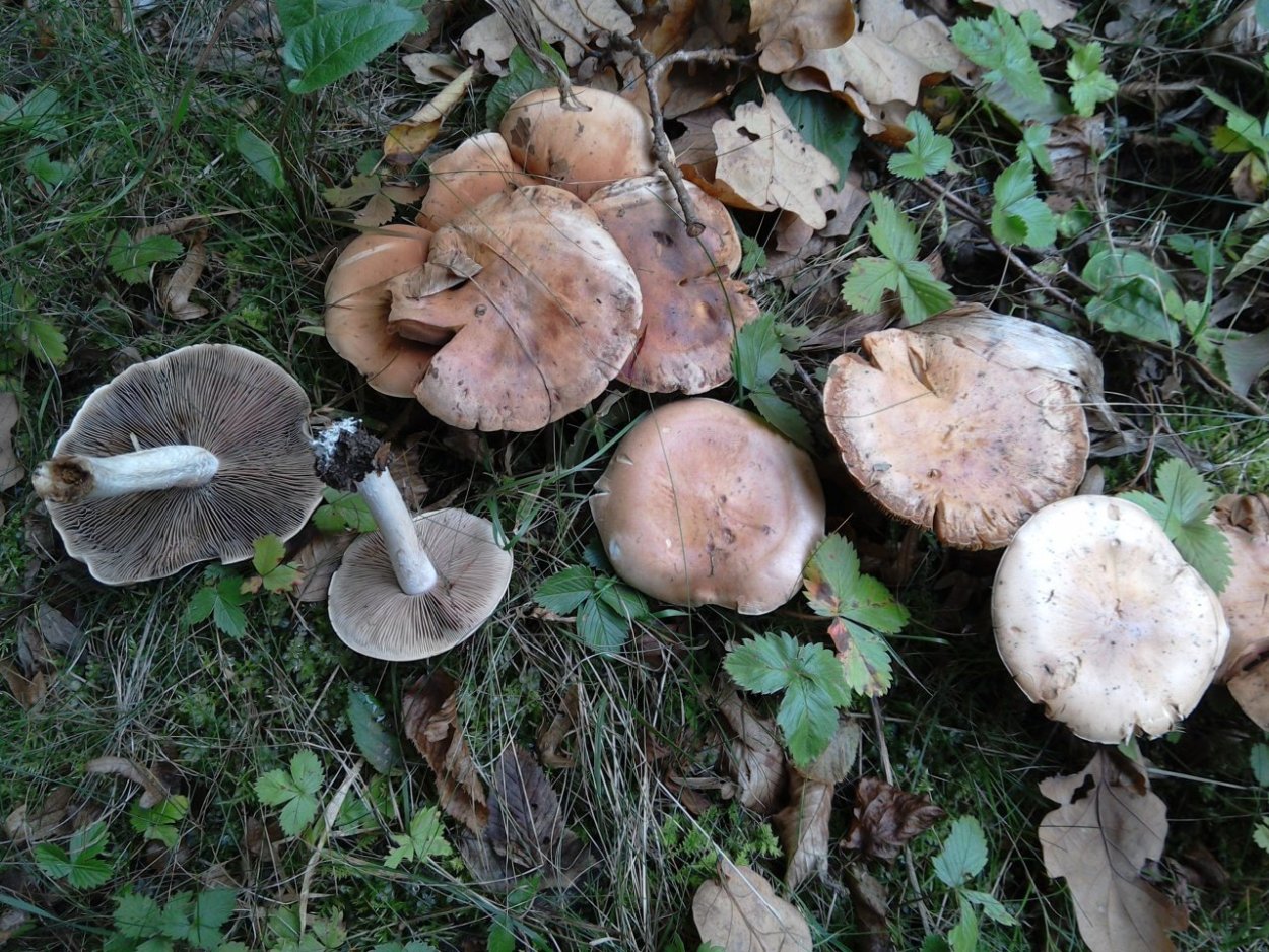 Hebeloma crustuliniforme