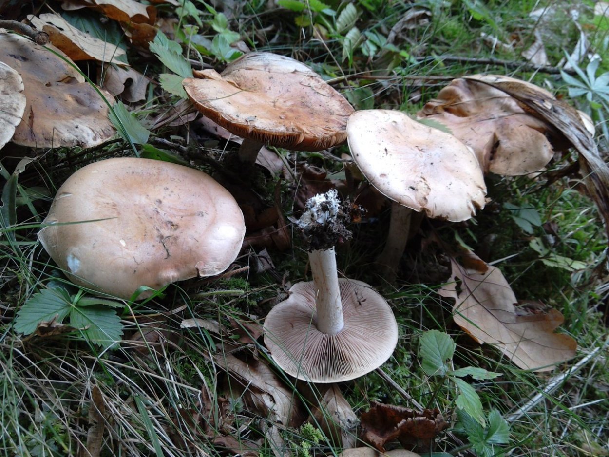 Hebeloma crustuliniforme