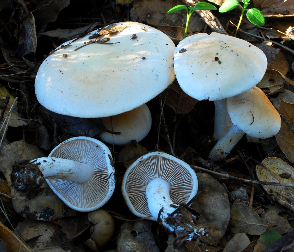 Гебелома Тополевая - Hebeloma populinum
