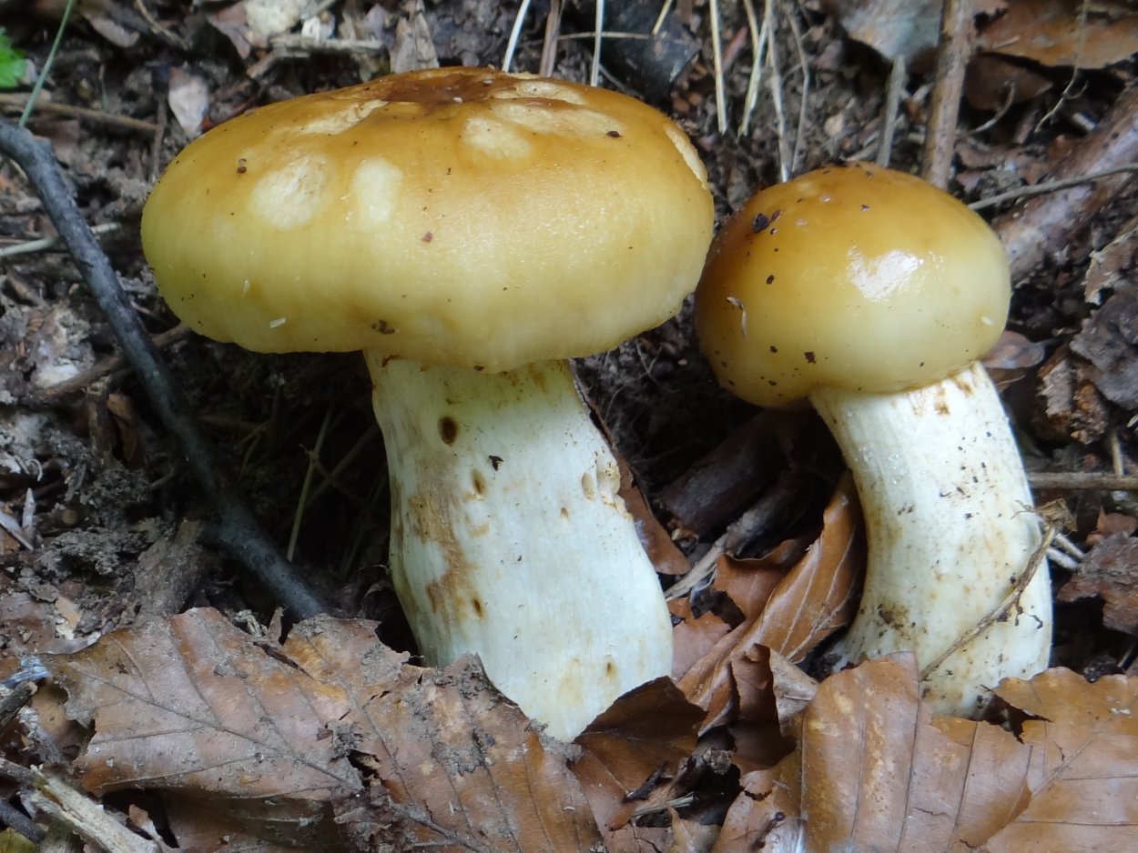 Russula subfoetens