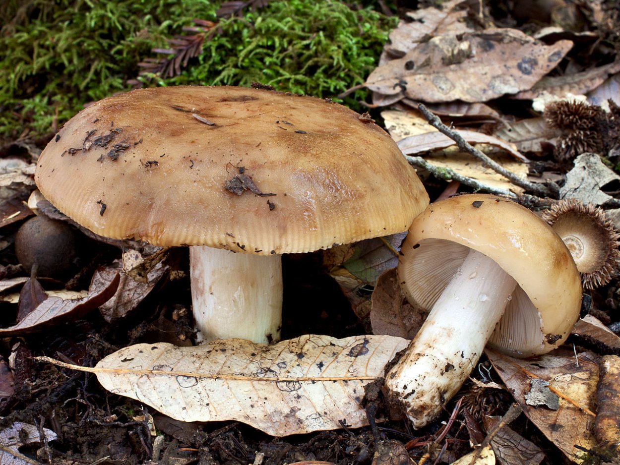 Валуй (Russula Foetens)
