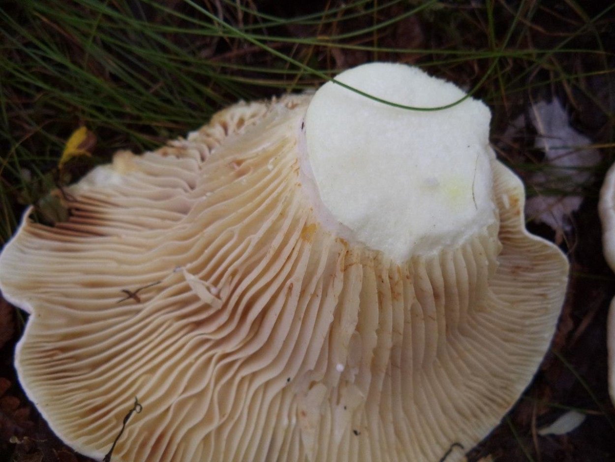 Скрипица Lactarius vellereus.