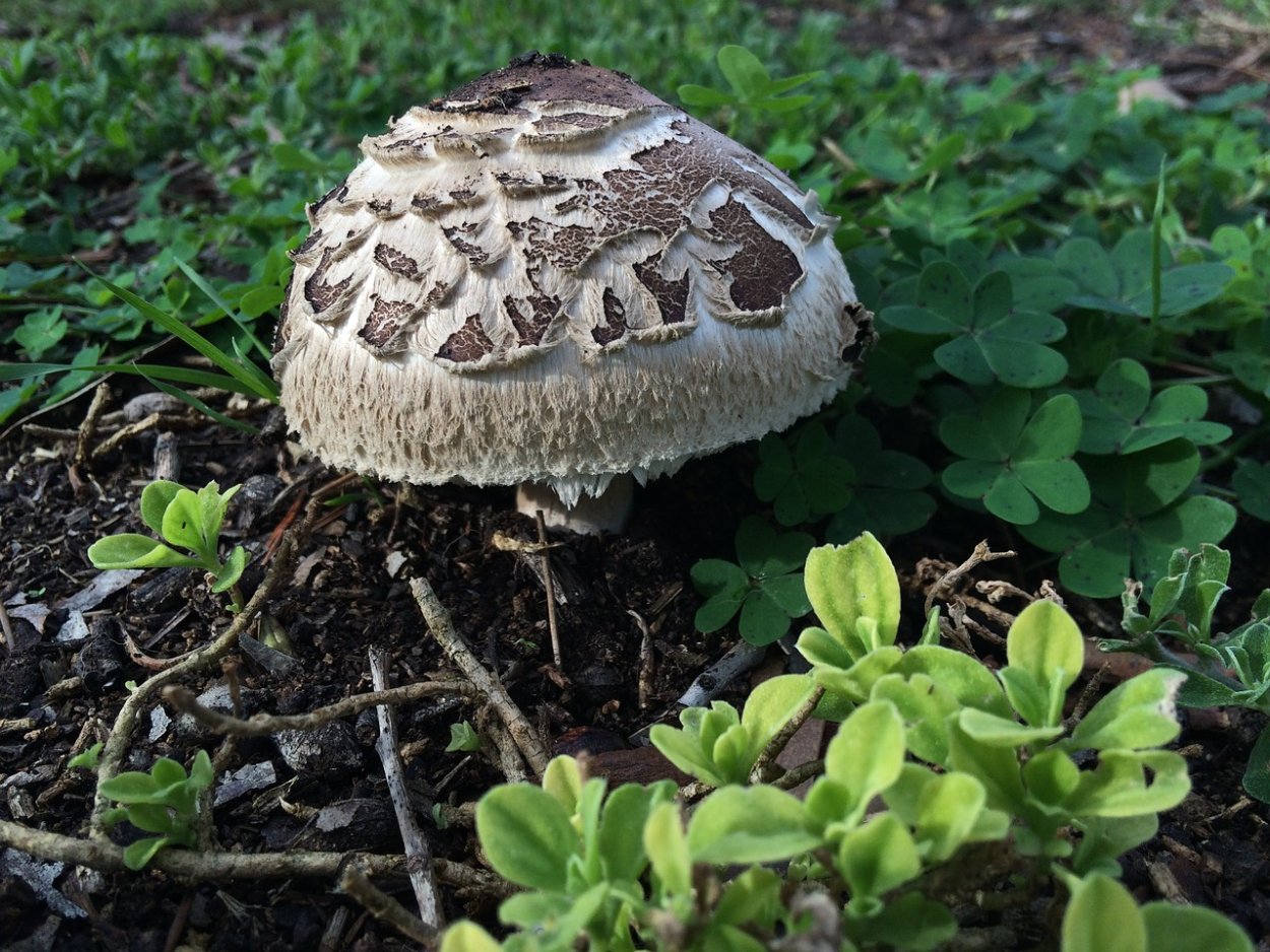 Осиновый груздь (Lactarius controversus)