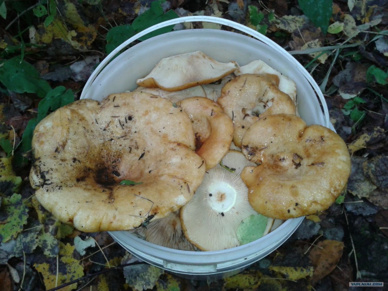Обои с грибочками
