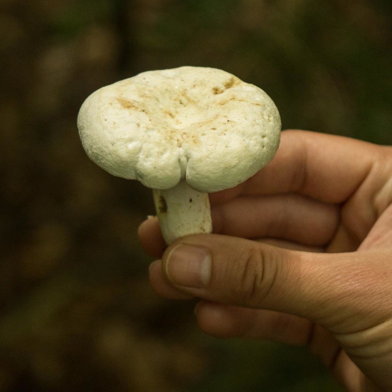 Russula Delica (подгруздок белый)