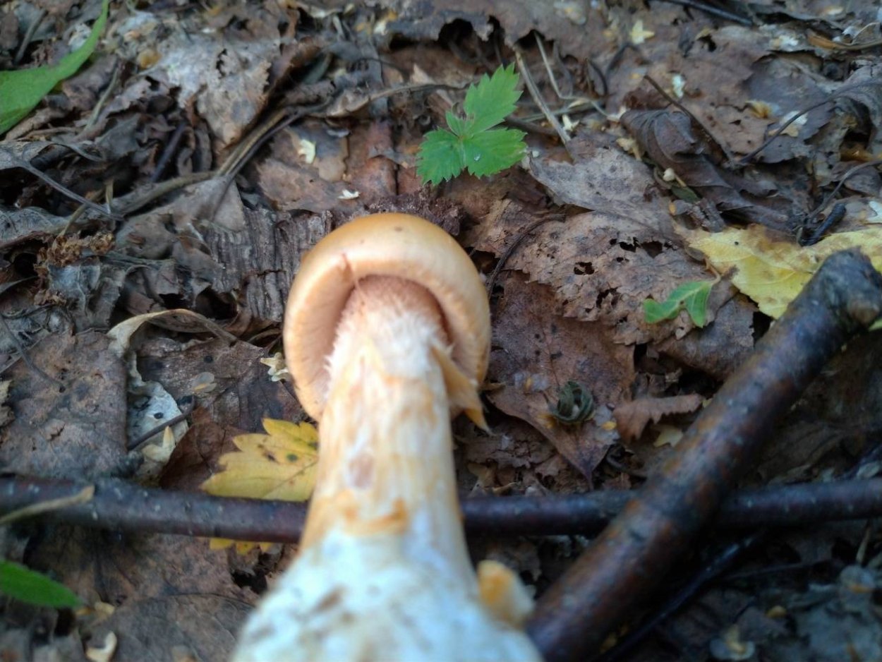 Поплавок белый Amanita Alba